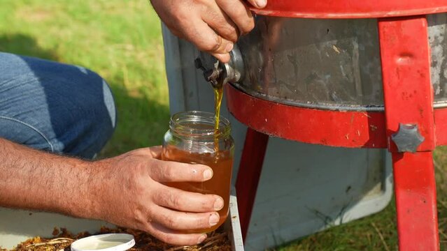 beekeeper fills the harvested honey into a jar
