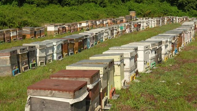 general shot of beehives in the middle of greenery