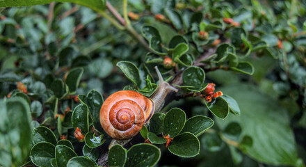 Cochlea, orange snail on branch of a green bush © Darya