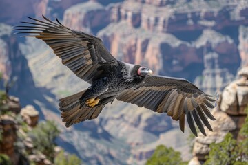 Obraz premium A California condor soaring over the Grand Canyon, its massive wingspan and striking black and white plumage visible against the deep blue sky.
