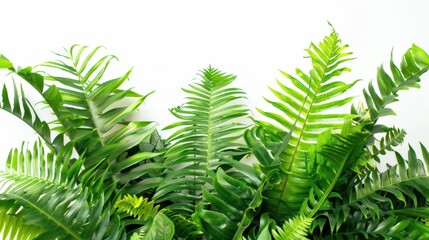 lush tropical foliage of monarch fern plant on white background vibrant green leaves