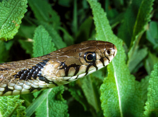 The dice snake (Natrix tessellata), close-up of a water snake's head