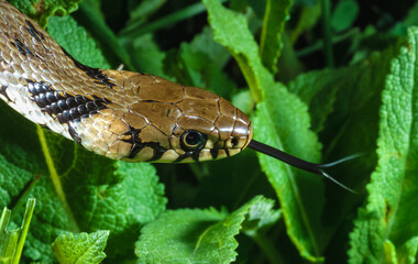 The dice snake (Natrix tessellata), close-up of a water snake's head