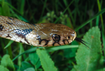 The dice snake (Natrix tessellata), close-up of a water snake's head