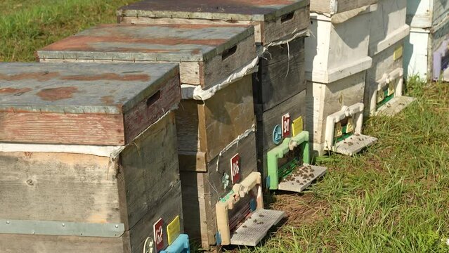 a few old-looking beehives