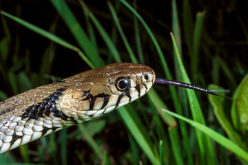 The dice snake (Natrix tessellata), close-up of a water snake's head