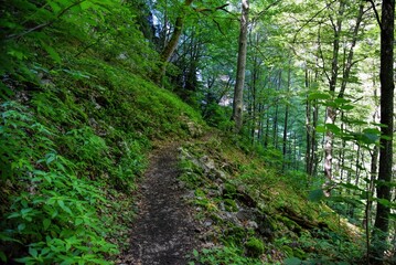Photography of hiking trail in wild forest
