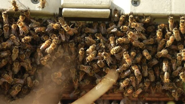 entry of bees into the hive close up