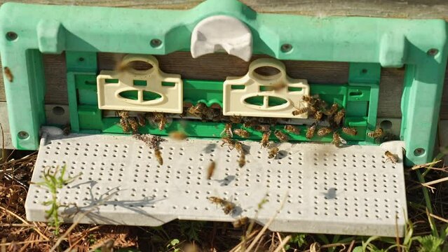 entry of bees into the hive