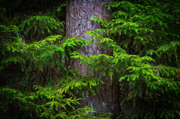 Young needles on a fir tree branch. Lithuania 2024