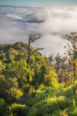 clouds over the forest