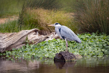 Grey Heron has found a nice log to perch on