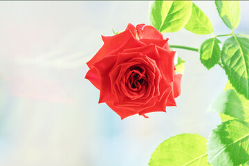 Blooming bud of hybrid tea rose "El Toro" on a light background.