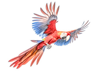 Obraz premium A red and blue parrot is flying in the air.