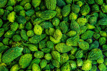 Small green bittergourd, Fresh raw asia Momordica charantia often called bitter melon, bitter gourd...