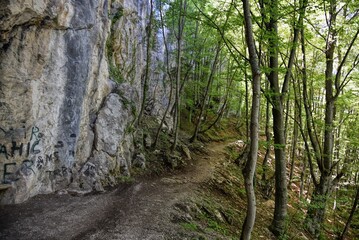 Photography of hiking trail in wild forest