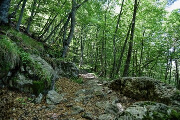 Photography of hiking trail in wild forest