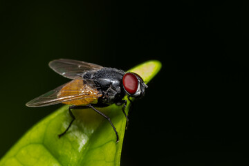 Macro sharp and detailed fly compound eye surface.Insect fly on on green leaf.Adult house fly of the species Musca domestica.