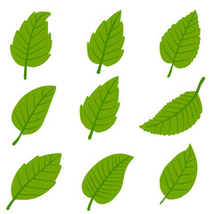 Green leaves set autumn, winter, summer on white background isolated, vector