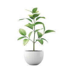 Plant in pot on transparent background