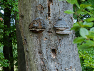 Oh, Augen zu und durch, Buchenstamm mit Baumpilz und Spechtloch