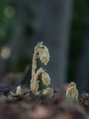 Blühender Fichtenspargel Pilz im Buchenwald, bei Regen