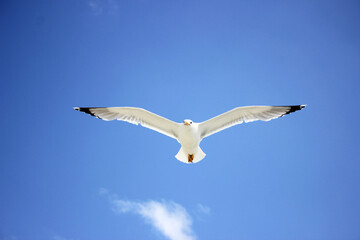 Seagull flying in the sky with clouds. An European herring gull, Larus argentatus, a large gull, isolated on sky background. 