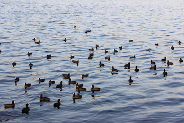 black ducks swim on the pier