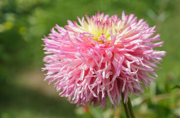 Dahlia flowers blooming in a garden