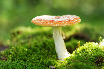 Red fly agaric mushroom in a forest