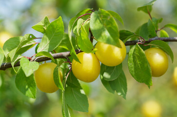 Ripening plums hanging on a tree.  Plum tree