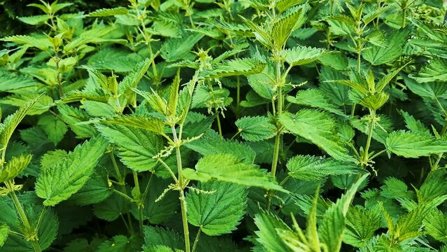 Stinging nettle used as a medicinal plant. Stinging nettles or urtica medical herb.