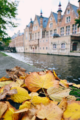 Fototapeta premium Autumn Leaves in Bruges Brugge with canal and historic buildings in the background - European City