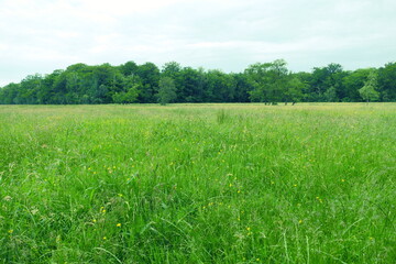 Fototapeta premium The photo captures a lush green field dotted with bright yellow buttercups. The field stretches to the edge of a dense forest, where tall trees mark the boundary. 