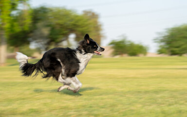 Miniature American Shepherd running
