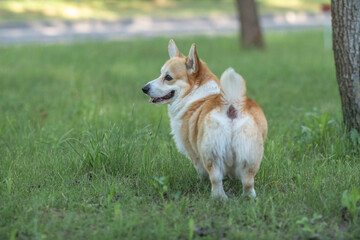 A beautiful purebred corgi plays in a summer park.