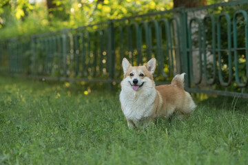 A beautiful purebred corgi plays in a summer park.