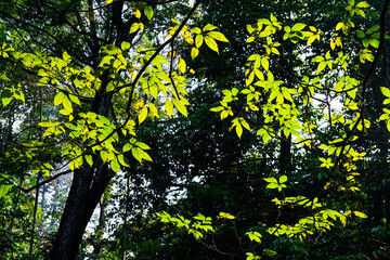 yellow leaves on a tree, background of leaves, autumn leaves in the forest, leaves in autumn, leaves in the forest