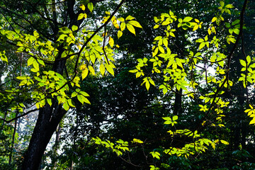 yellow leaves on a tree, background of leaves, autumn leaves in the forest, leaves in autumn, leaves in the forest