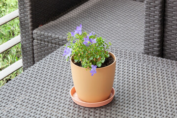 Colorful bright blue and purple flowers in clay flower pot on terrace close-up. The pot stands on a rattan table. Horizontal