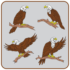 set pack of colored eagle bird collection vector illustration isolated in grey background	