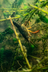 Ecrevisse rouge des marais ou écrevisse de Louisiane (Procambarus clarkii) sur les berges d'un lac des Landes