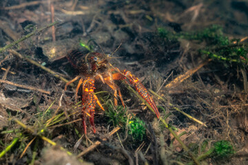 Ecrevisse rouge des marais ou écrevisse de Louisiane (Procambarus clarkii) sur les berges d'un lac des Landes