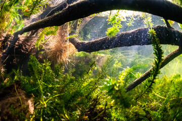 underwater view of a lake shore