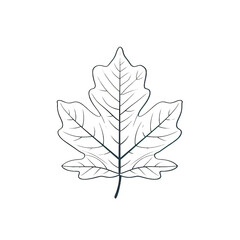 Elegant outline of a leaf with intricate patterns, perfect for nature-themed designs, logos, and artistic projects.