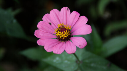 Obraz premium Close Up of Vibrant Pink Zinnia Flower Against Green Foliage in a Garden Setting Captured in Soft Natural Light