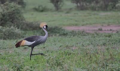 Fototapeta premium side profile of african crowned crane walking in the wild savannah of tarangire national park, tanzania