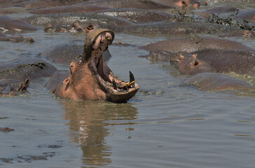 bloat of hippos in the water with one hippo opening its mouth wide to yawn showing tusks in the wild serengeti national park, tanzania