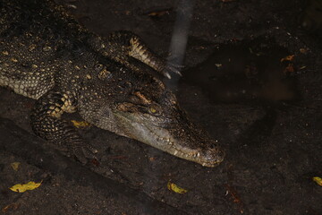 Crocodiles in zoos are amphibians.