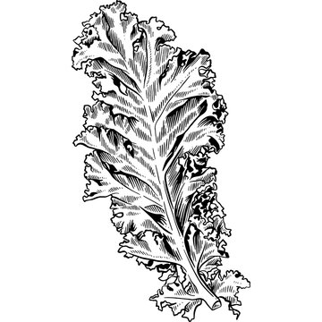 Hand drawn Kale Leaf Sketch Illustration